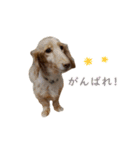ダックス（日本語ver.）（個別スタンプ：19）