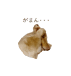 ダックス（日本語ver.）（個別スタンプ：20）