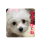 めりるでち❤️挨拶①（個別スタンプ：2）