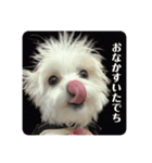 めりるでち❤️挨拶①（個別スタンプ：3）