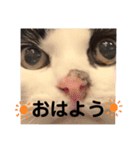 ハチワレシッポちゃん（個別スタンプ：2）