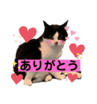 ハチワレシッポちゃん（個別スタンプ：5）