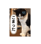 ハチワレシッポちゃん（個別スタンプ：11）