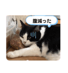 ハチワレシッポちゃん（個別スタンプ：12）