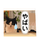 ハチワレシッポちゃん（個別スタンプ：13）