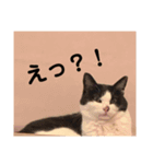 ハチワレシッポちゃん（個別スタンプ：14）