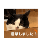 ハチワレシッポちゃん（個別スタンプ：15）