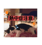 ハチワレシッポちゃん（個別スタンプ：16）
