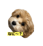 まるぷとすむちスタンプ2020（個別スタンプ：4）