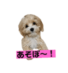 まるぷとすむちスタンプ2020（個別スタンプ：7）