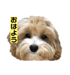 まるぷとすむちスタンプ2020（個別スタンプ：11）