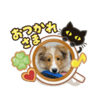 シェルティのヴェル君（個別スタンプ：1）
