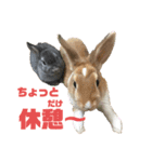 ハム＆クロ（個別スタンプ：2）