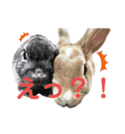 ハム＆クロ（個別スタンプ：3）