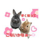 ハム＆クロ（個別スタンプ：7）