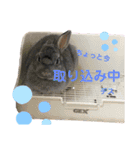 ハム＆クロ（個別スタンプ：10）