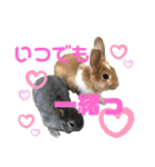 ハム＆クロ（個別スタンプ：12）