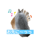 ハム＆クロ（個別スタンプ：13）