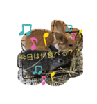 ハム＆クロ（個別スタンプ：14）