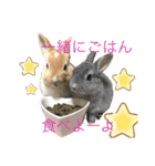 ハム＆クロ（個別スタンプ：16）