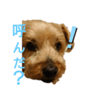 うちの癒しっ仔（個別スタンプ：1）