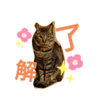 うちの癒しっ仔（個別スタンプ：2）