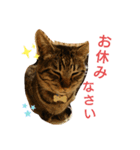うちの癒しっ仔（個別スタンプ：3）