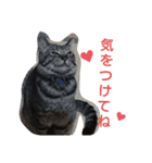 うちの癒しっ仔（個別スタンプ：5）