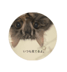 てりねこスタンプ（個別スタンプ：1）