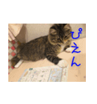 てりねこスタンプ（個別スタンプ：3）