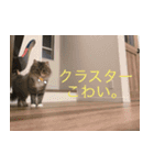 てりねこスタンプ（個別スタンプ：5）