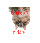 てりねこスタンプ（個別スタンプ：6）