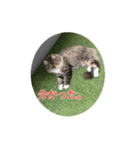 てりねこスタンプ（個別スタンプ：7）