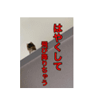 てりねこスタンプ（個別スタンプ：9）