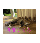 てりねこスタンプ（個別スタンプ：11）