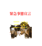 てりねこスタンプ（個別スタンプ：12）