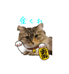 てりねこスタンプ（個別スタンプ：14）