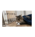 てりねこスタンプ（個別スタンプ：15）
