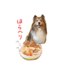 まいシェル（個別スタンプ：1）
