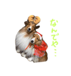 まいシェル（個別スタンプ：7）