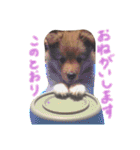 まいシェル（個別スタンプ：10）
