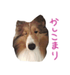 まいシェル（個別スタンプ：13）