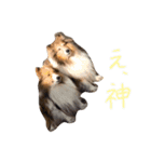 まいシェル（個別スタンプ：16）