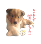 まいシェル（個別スタンプ：19）