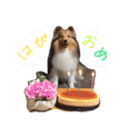 まいシェル（個別スタンプ：22）
