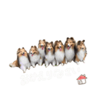 まいシェル（個別スタンプ：24）