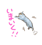 めんこいねこ（個別スタンプ：1）