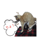 めんこいねこ（個別スタンプ：6）
