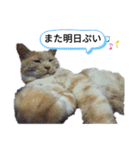 めんこいねこ（個別スタンプ：8）