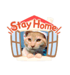 めんこいねこ（個別スタンプ：9）